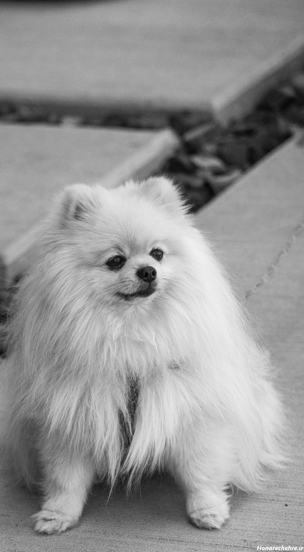 عکس سگ سفید برفی