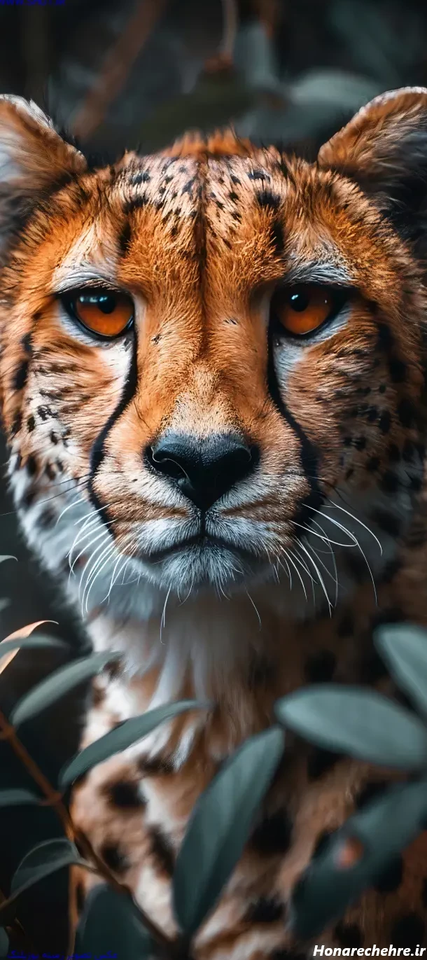 عکس حیوانات وحشی با کیفیت بالا