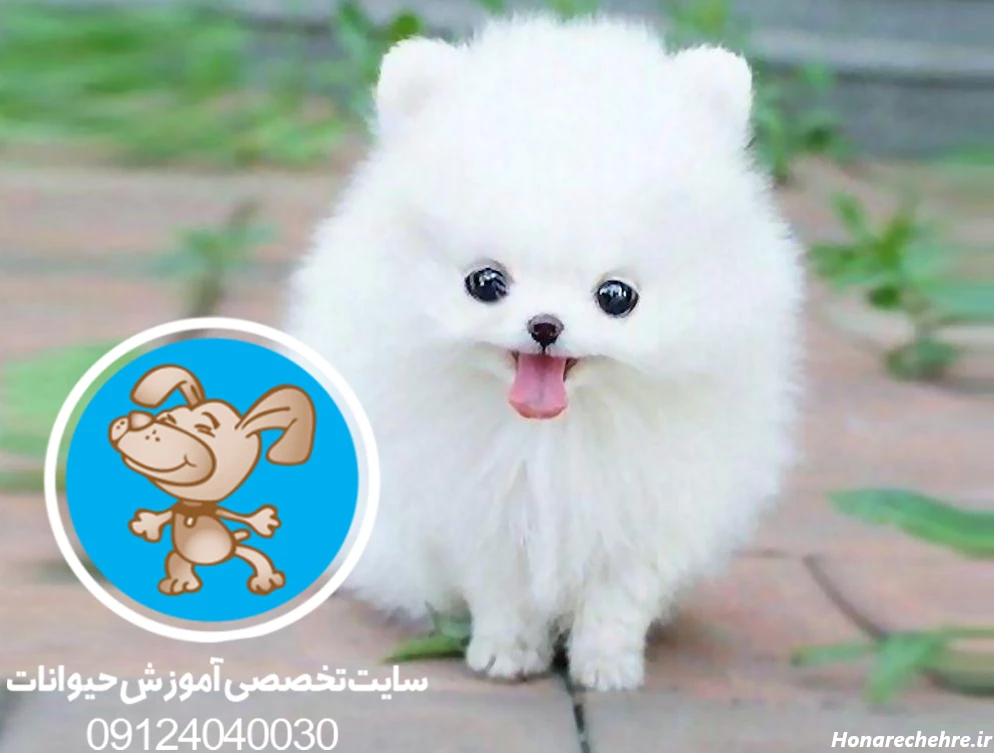 عکس سگ رنگین کمانی