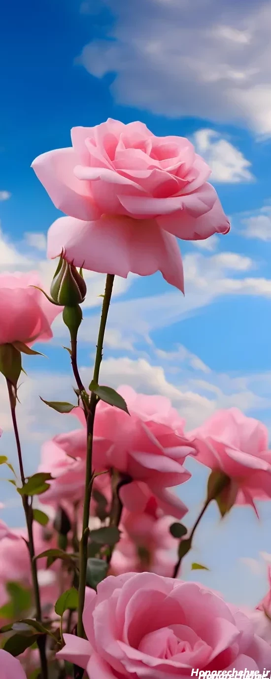 32 عکس از گل محمدی و رزهای زیبا که قلب شما را میبرد