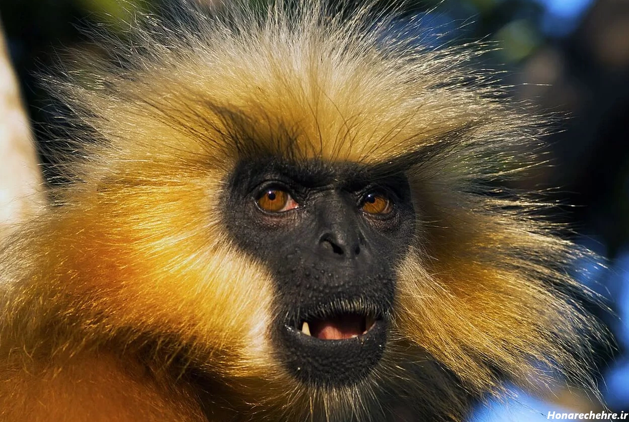 عکس میمون زشت خنده دار