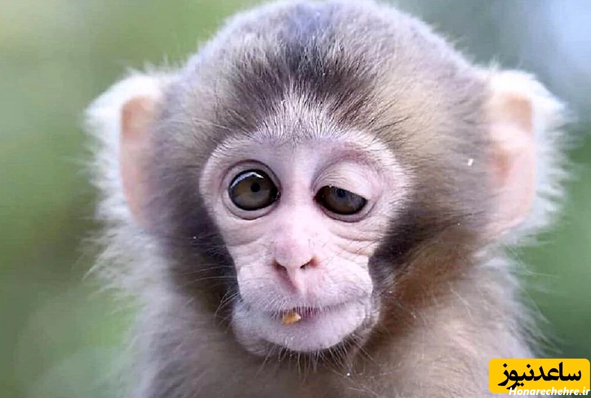 عکس میمون ترسناک