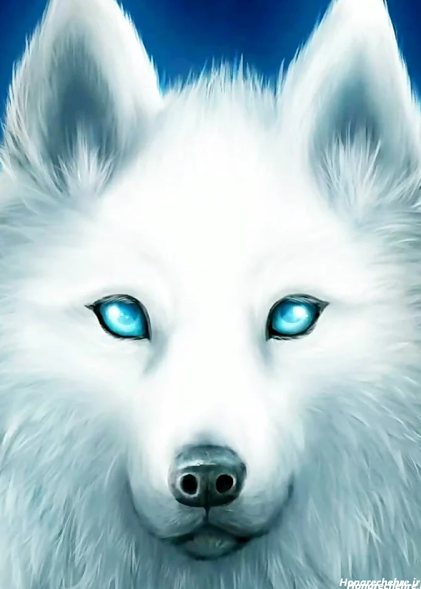 عکس گرگ واقعی برای پروفایل