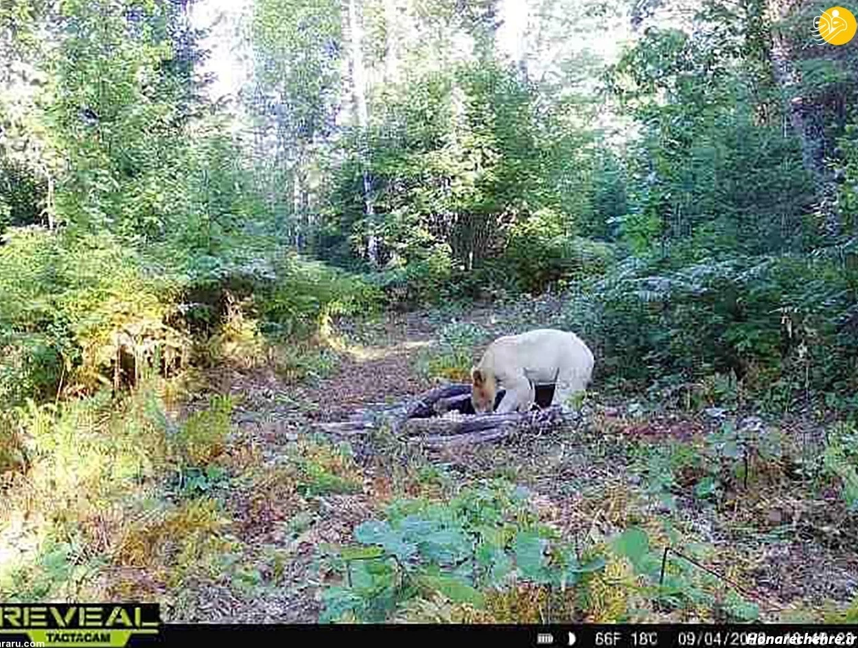 عکس حیوانات وحشی با اسم