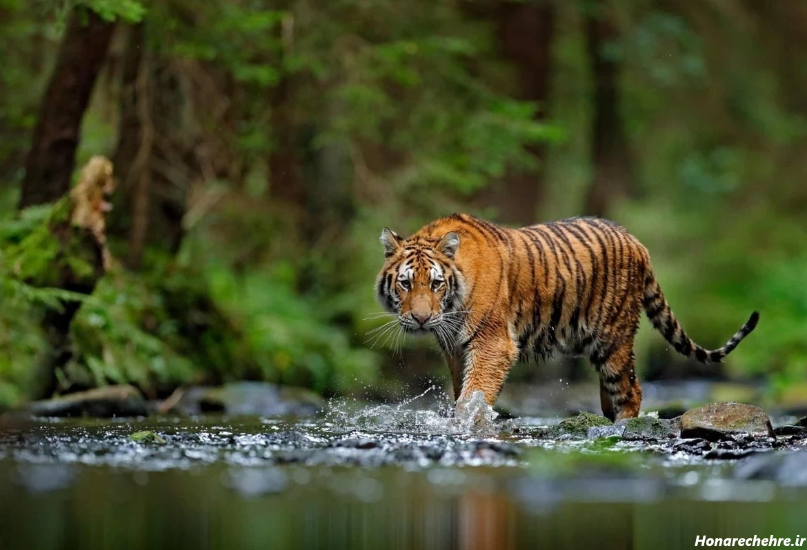 عکس حیوانات وحشی با اسم