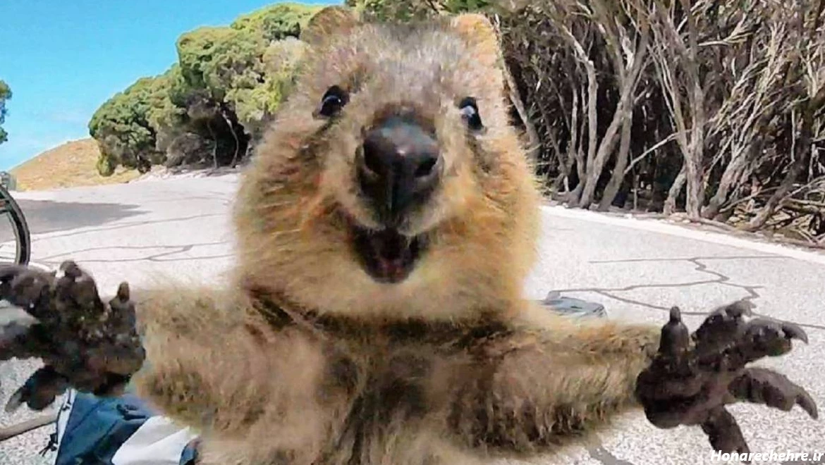 عکس حیوانات و پرندگان