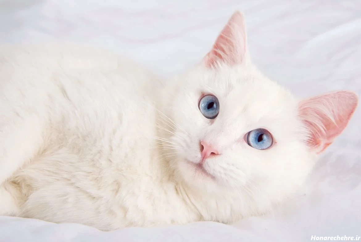 عکس گربه پرشین سیاه