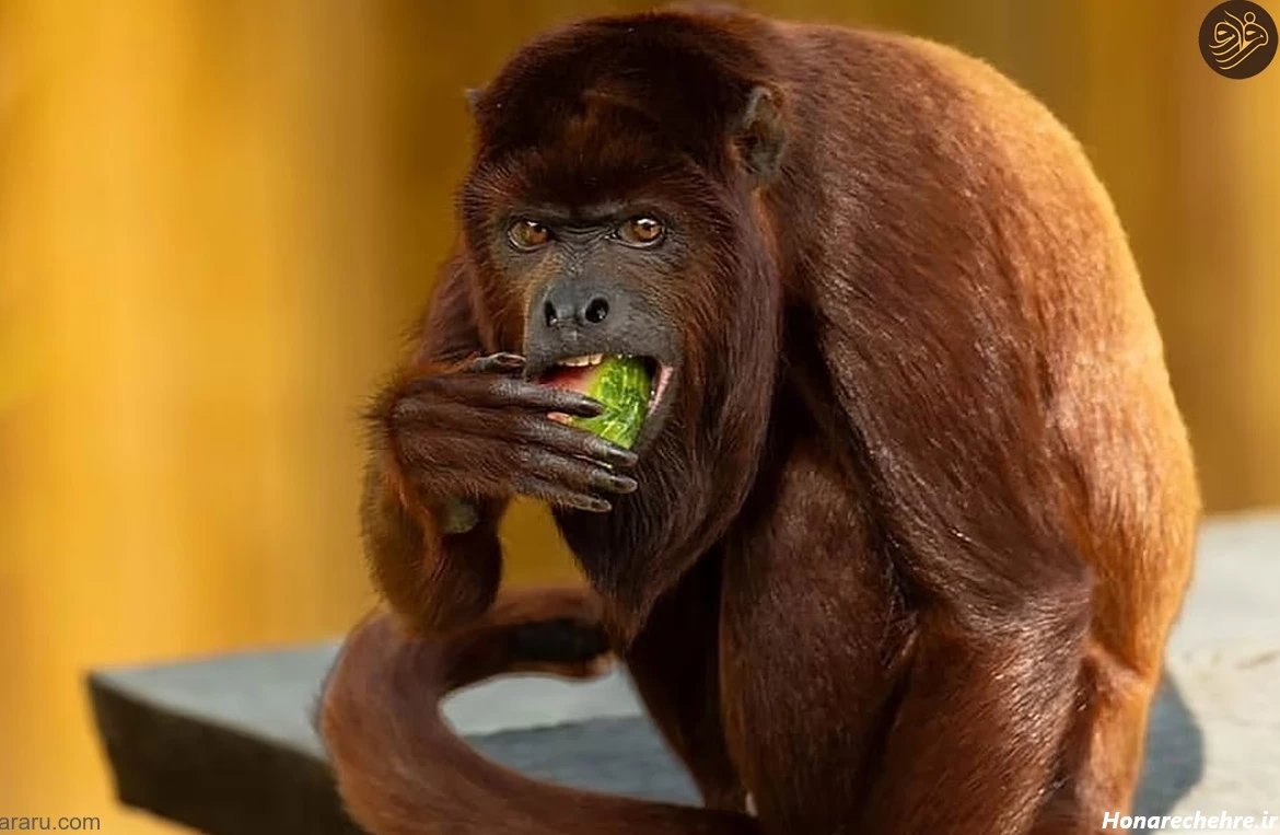 عکس حیوانات و پرندگان