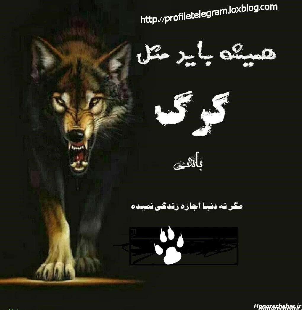 عکس گرگ واقعی برای پروفایل