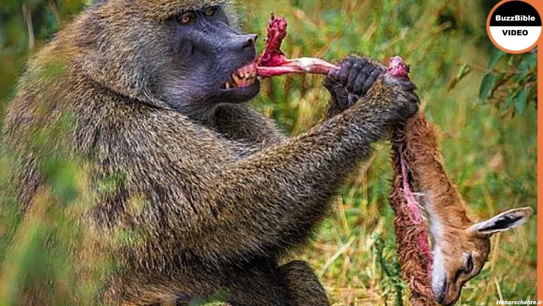 عکس میمون زشت پسرانه