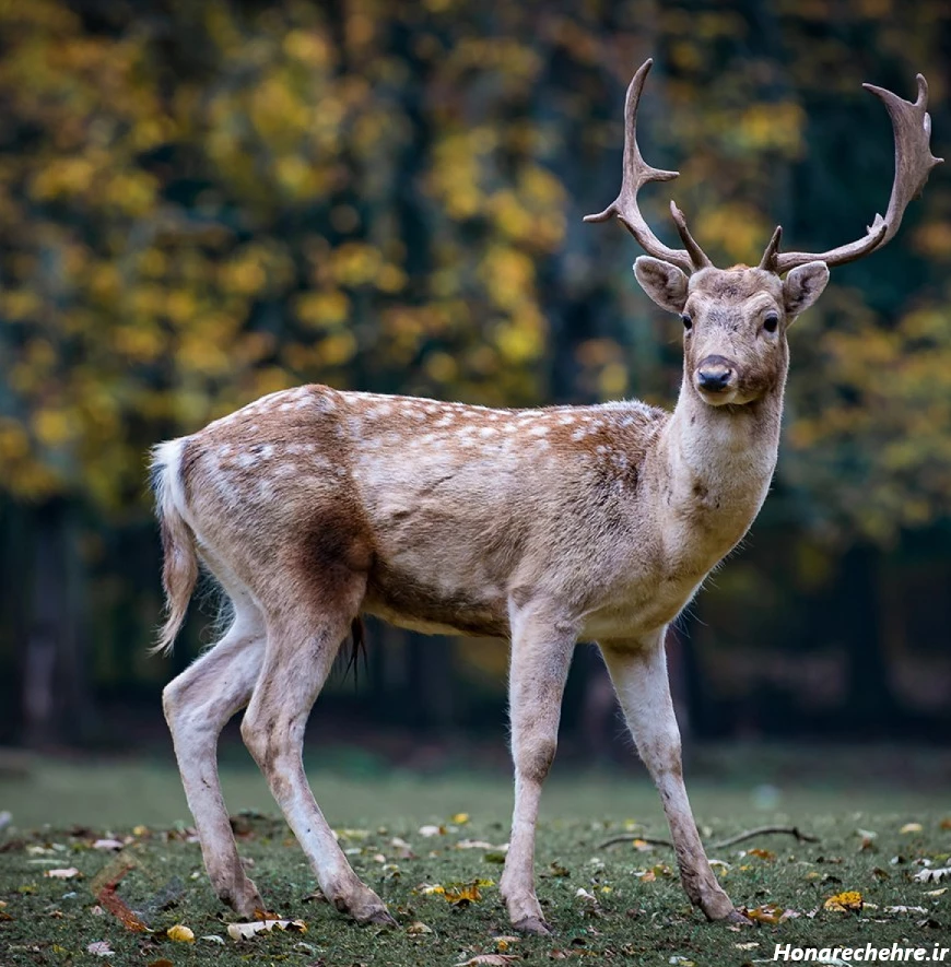 عکس حیوانات وحشی با اسم