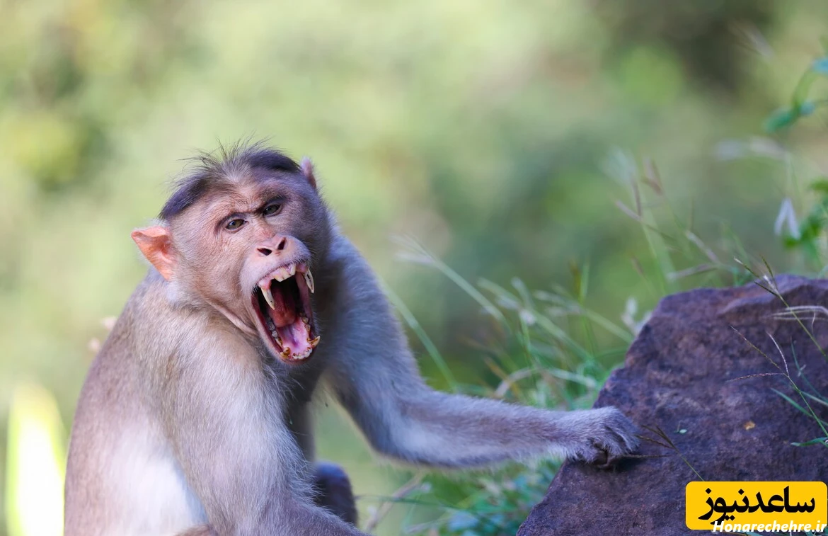 عکس میمون زشت پسرانه