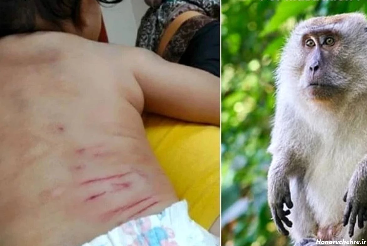 عکس میمون زشت پسرانه