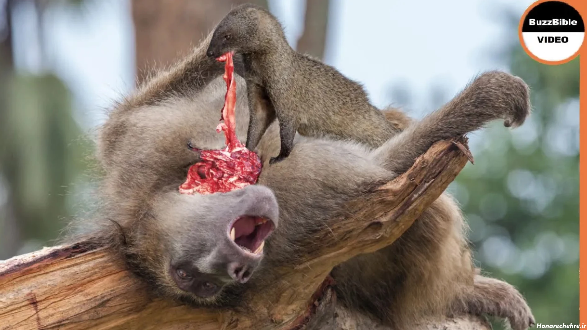 عکس میمون زشت پسرانه