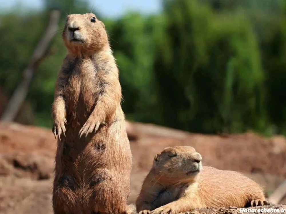 عکس حیوانات وحشی با اسم