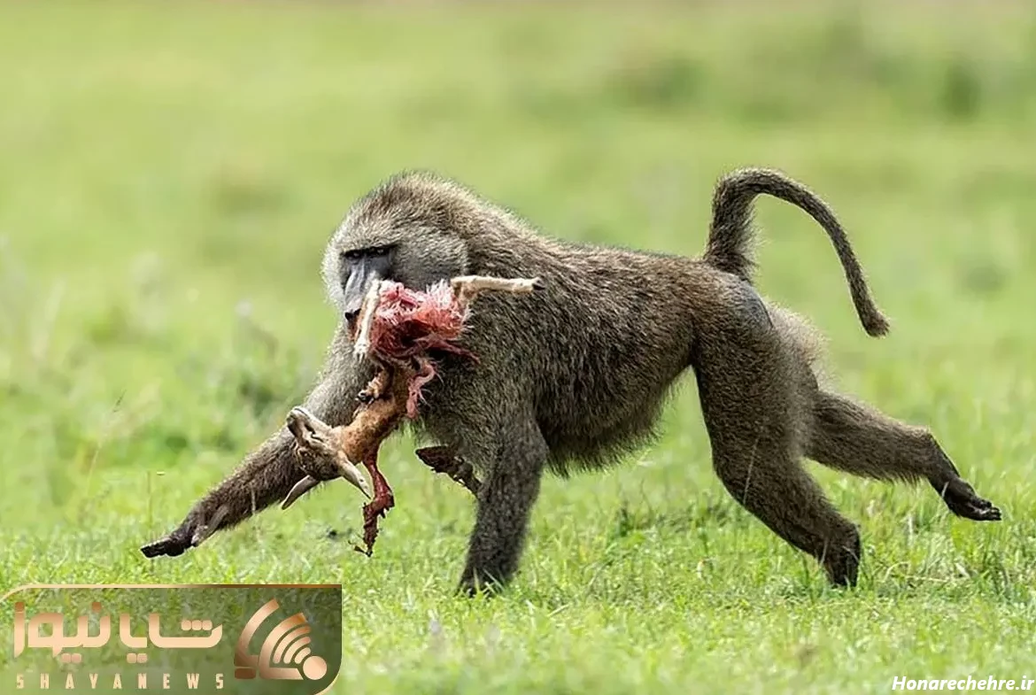 عکس میمون زشت پسرانه