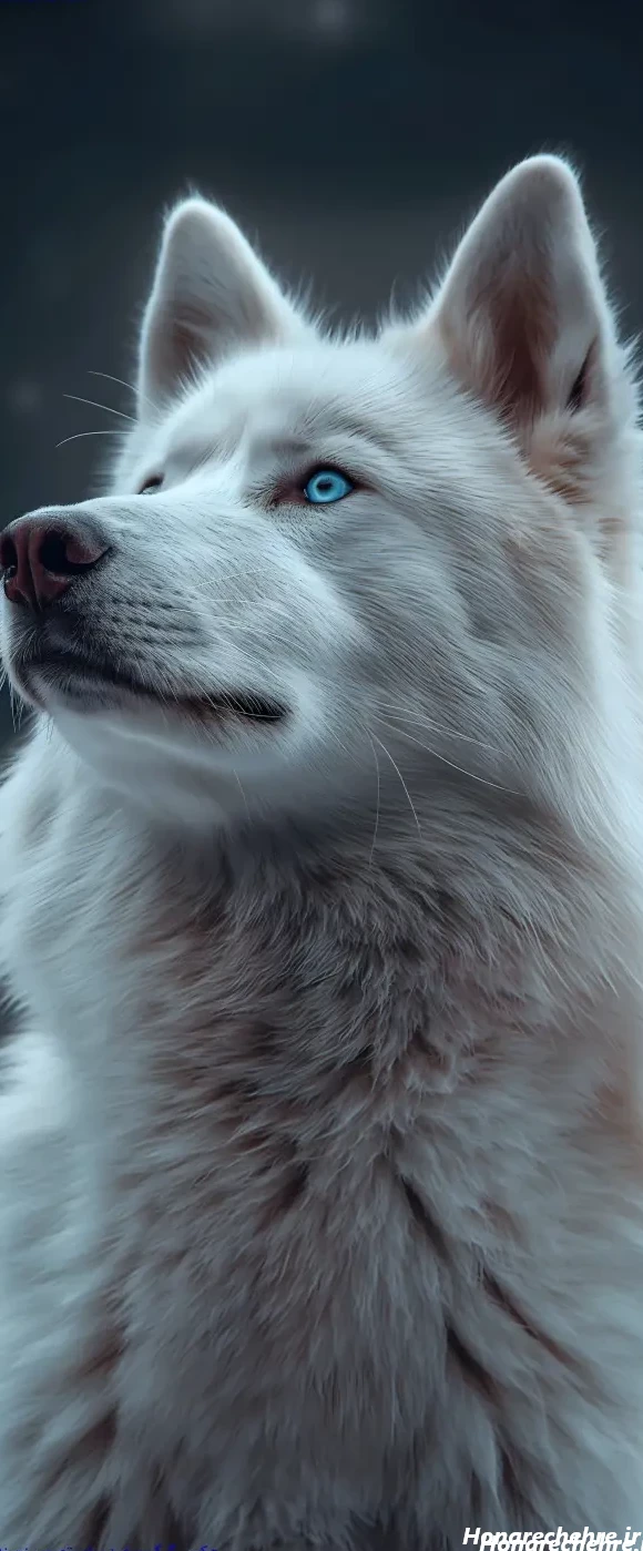 عکس حیوانات وحشی با کیفیت بالا