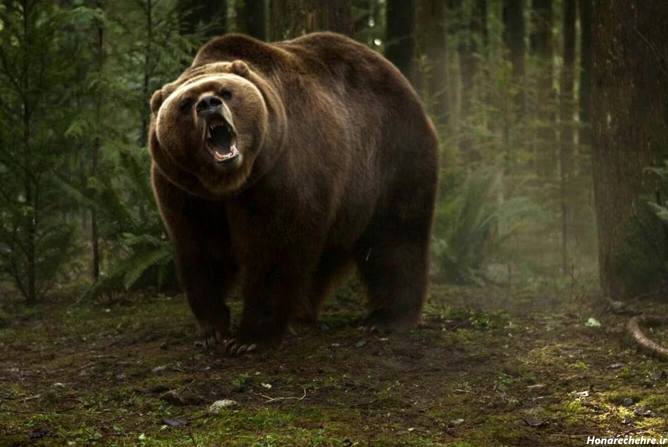 عکس حیوانات وحشی با اسم