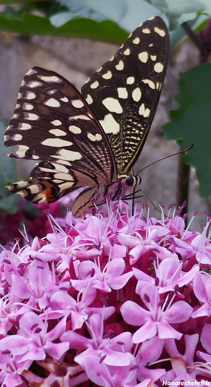 عکس پروانه فانتزی