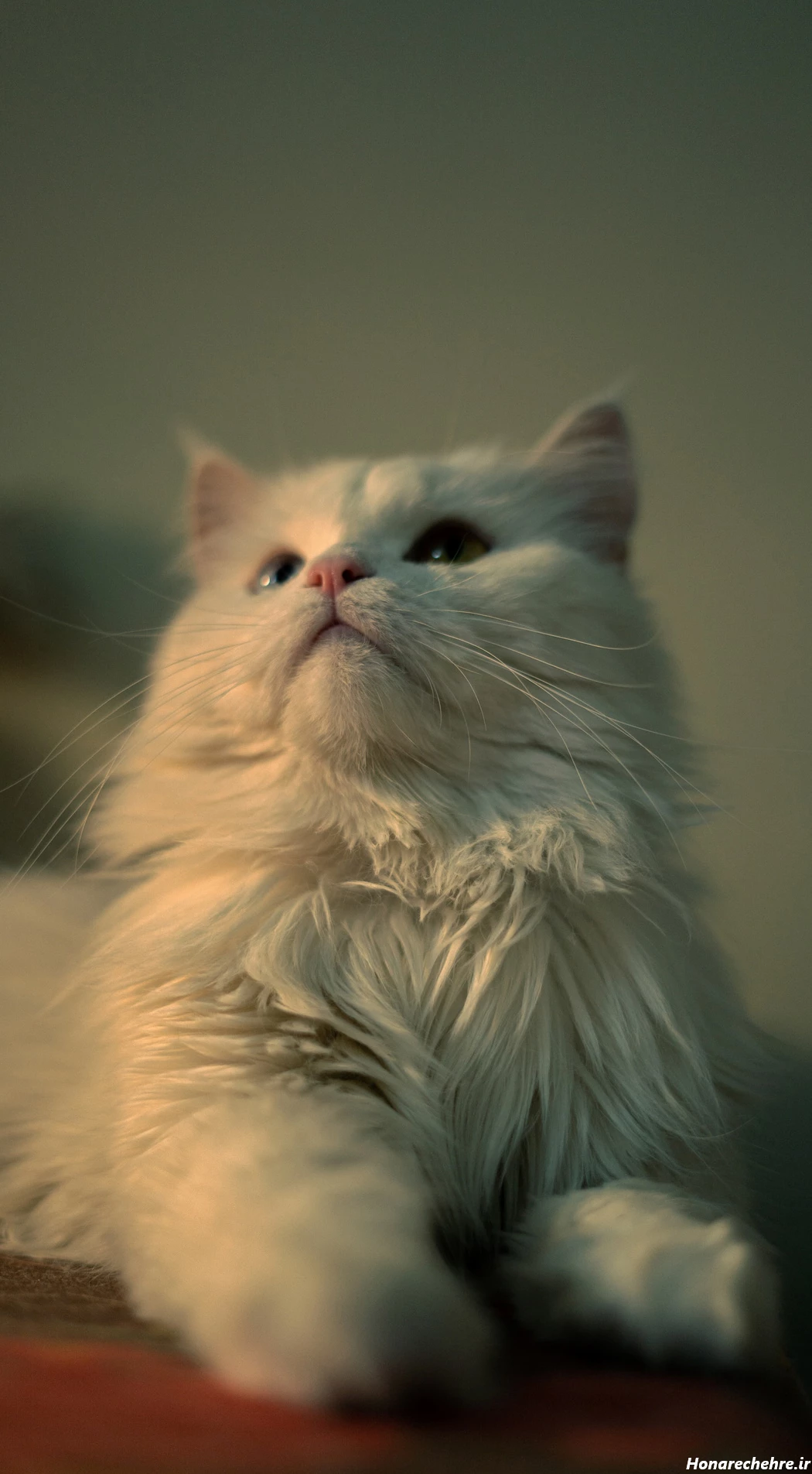 عکس گربه واقعی سیاه