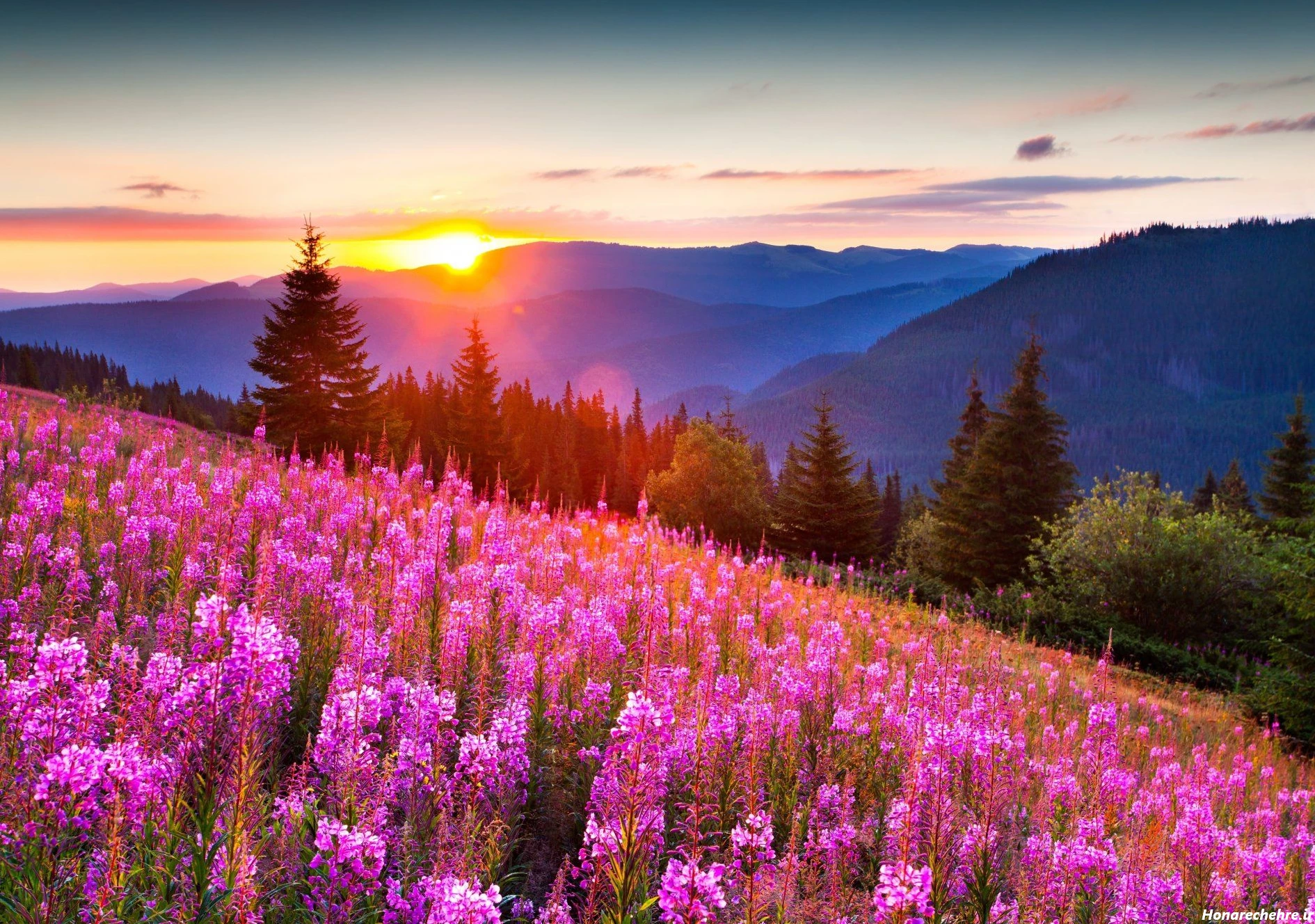 عکس طبیعت واقعی برای پروفایل