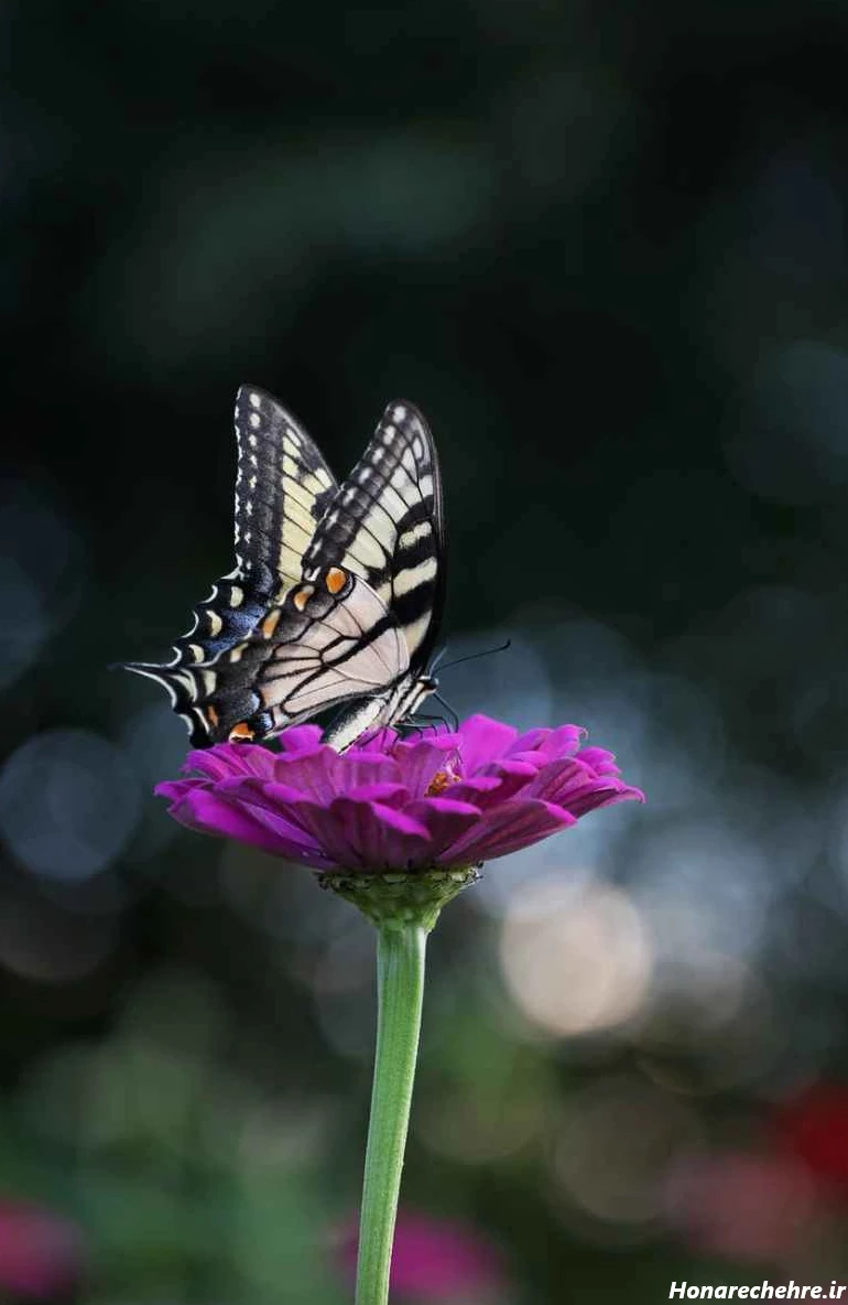 عکس پروانه فانتزی