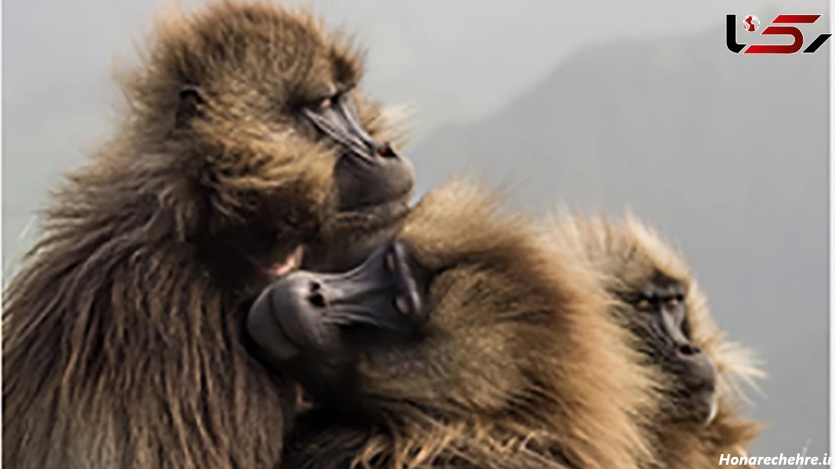 عکس میمون زشت پسرانه