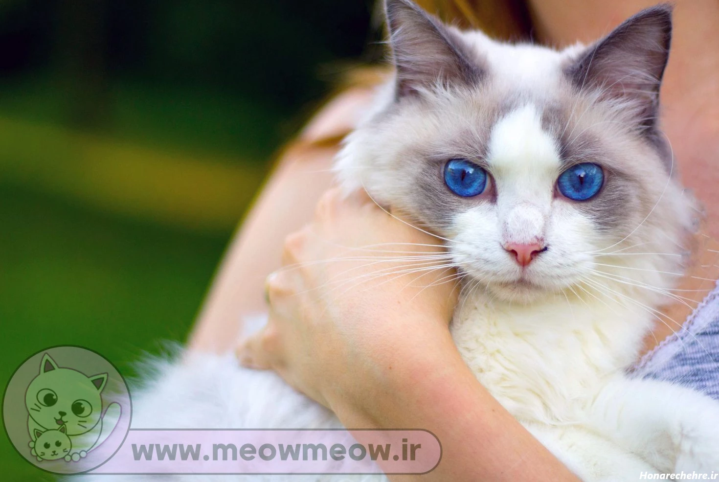 عکس گربه پرشین سیاه