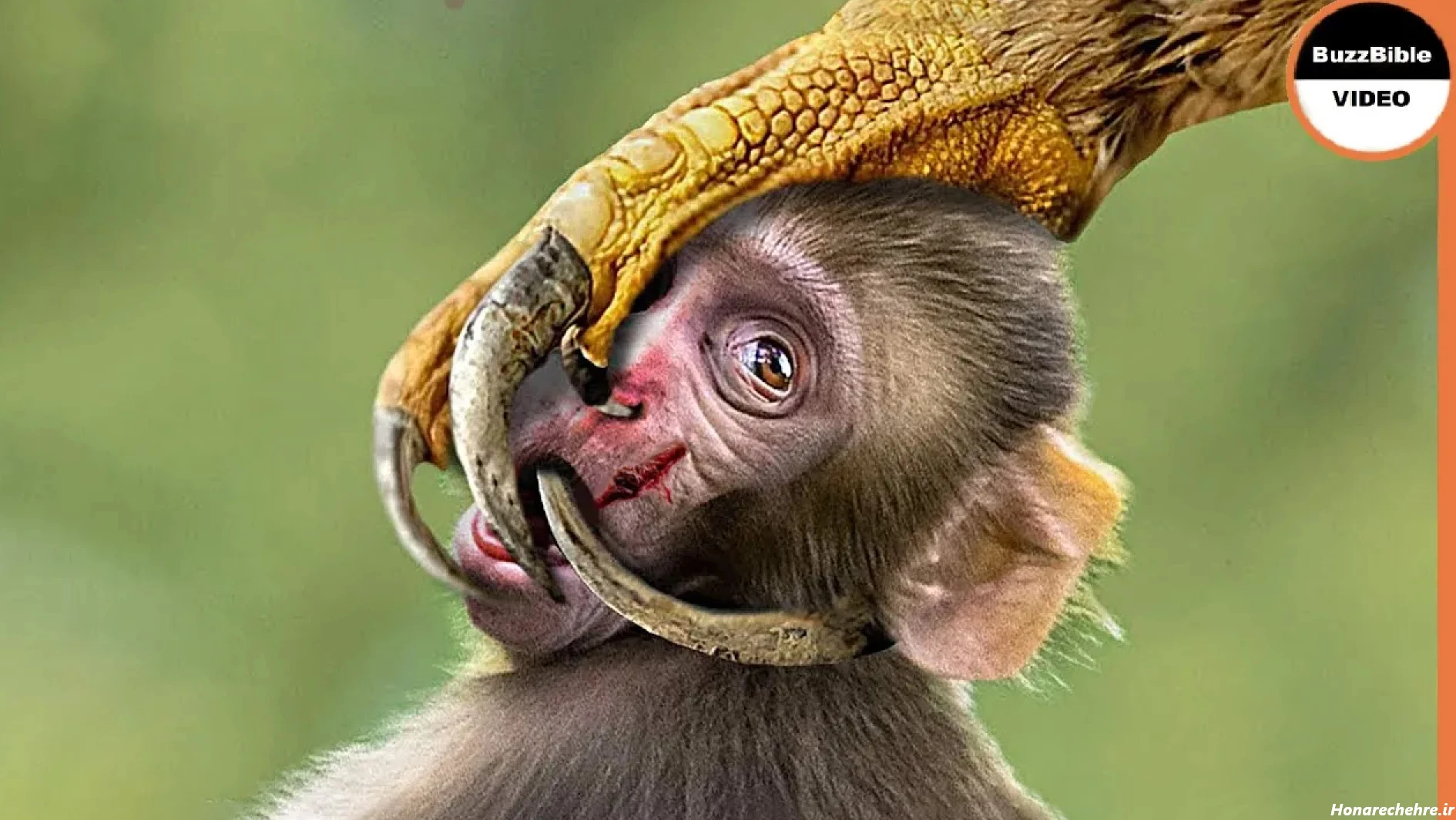 عکس میمون زشت پسرانه