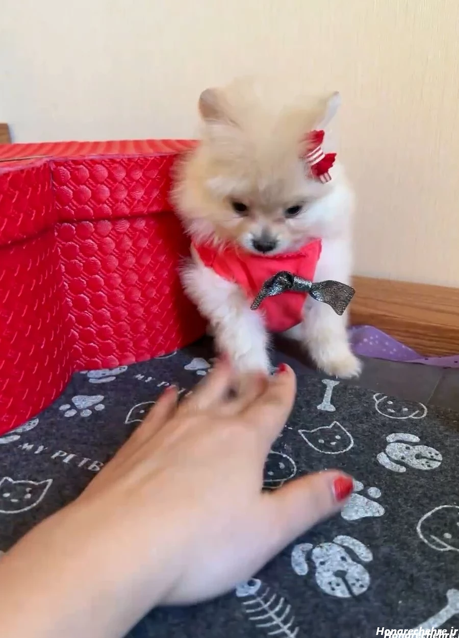 عکس سگ رنگین کمانی