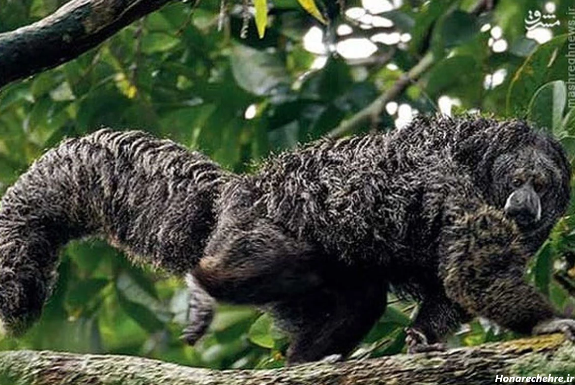 عکس میمون زشت پسرانه