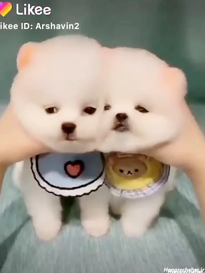 عکس سگ رنگین کمانی