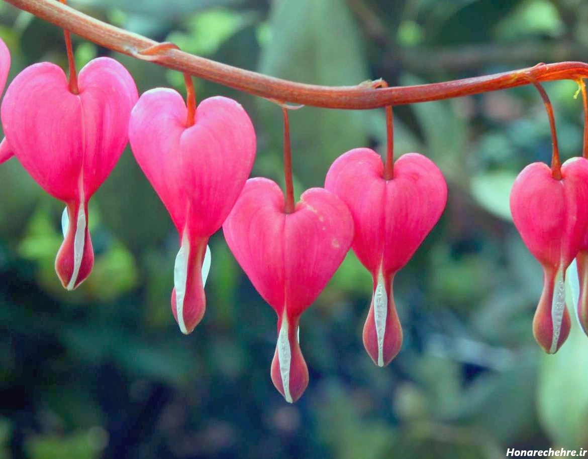 عکس گل برای پروفایل واتساپ نوشته دار