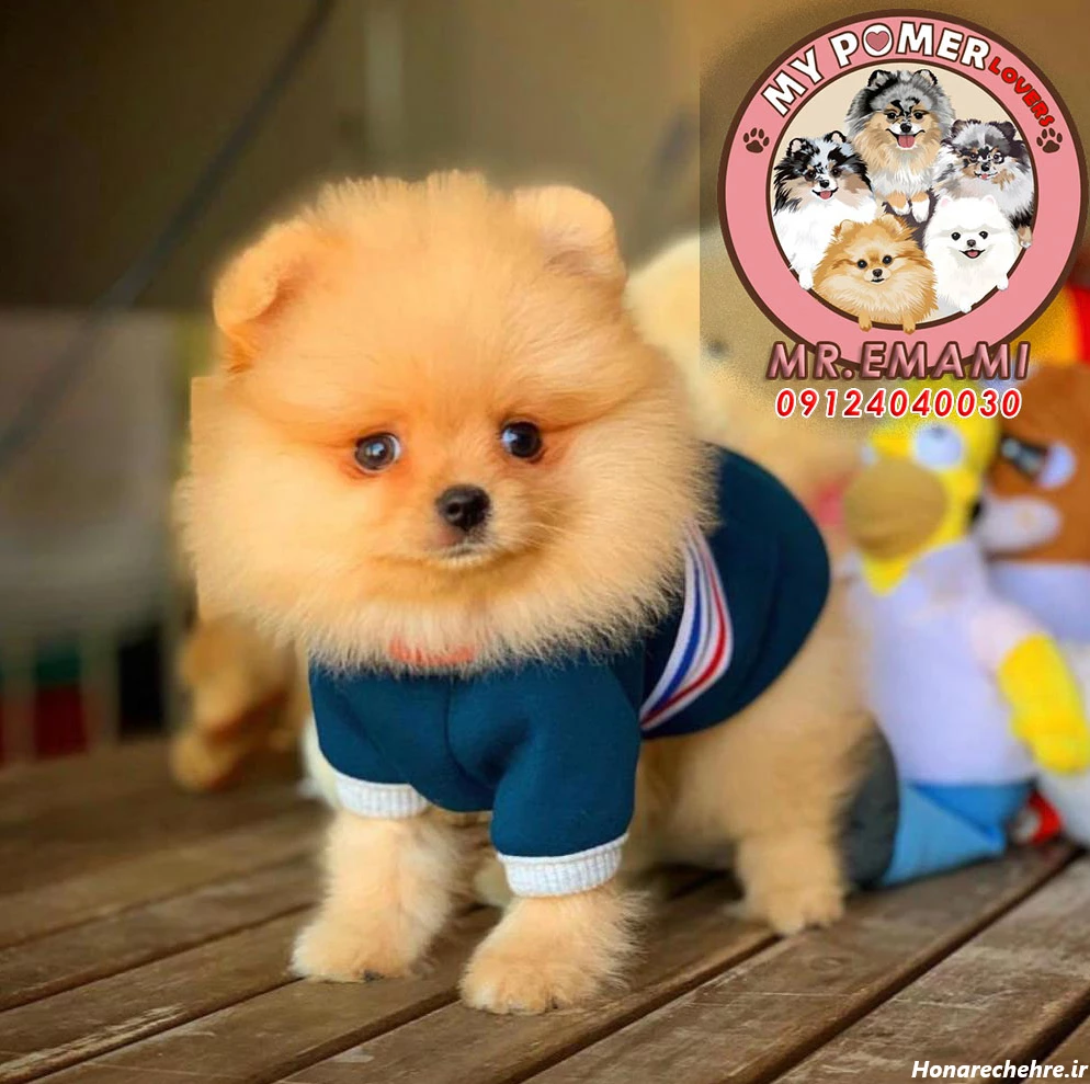 عکس سگ رنگین کمانی