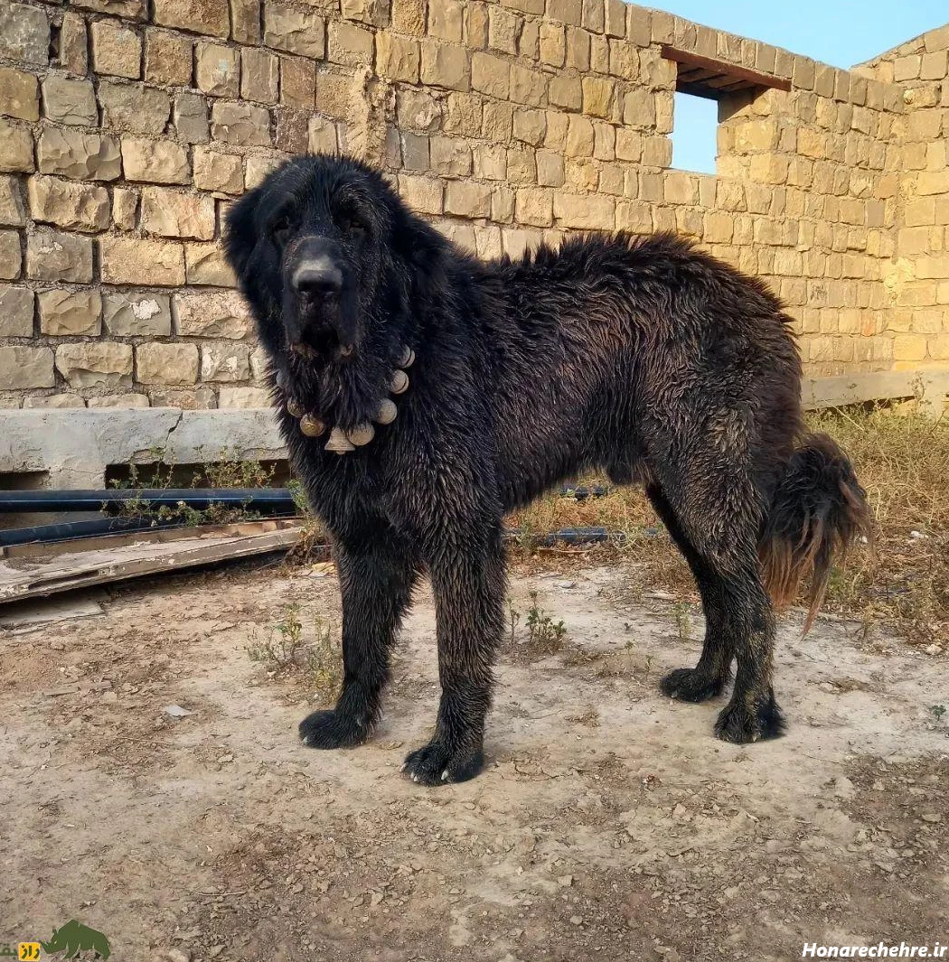 نژاد سگ های بزرگ