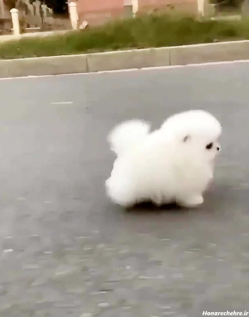 عکس سگ رنگین کمانی