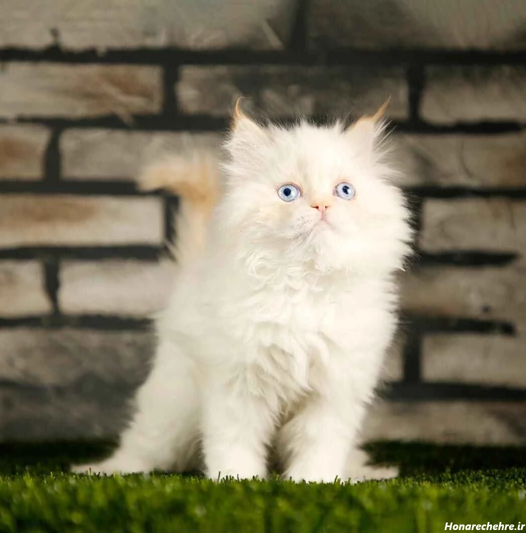 قیمت گربه پرشین سفید چشم ابی دیوار