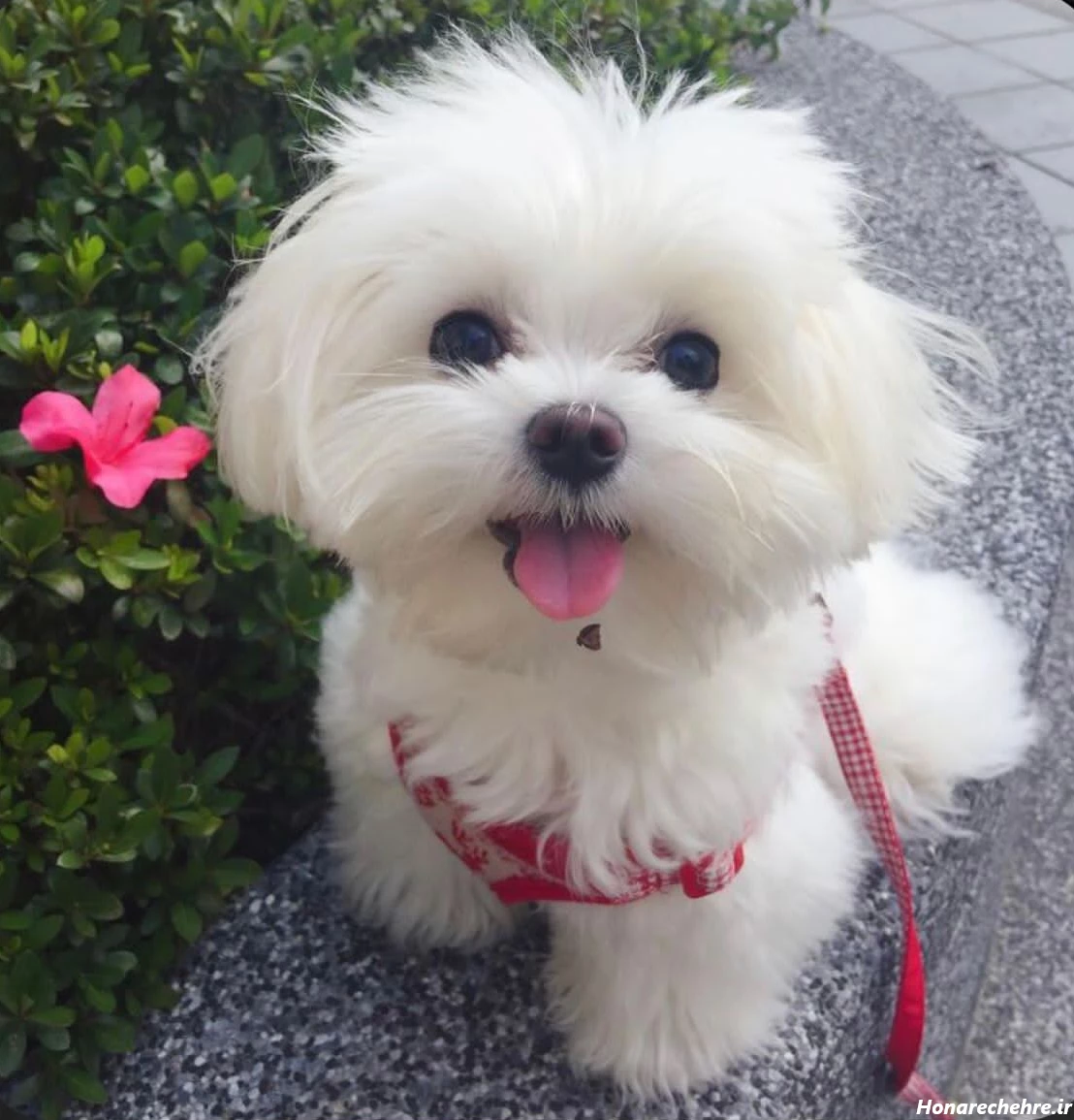 عکس سگ سفید برفی