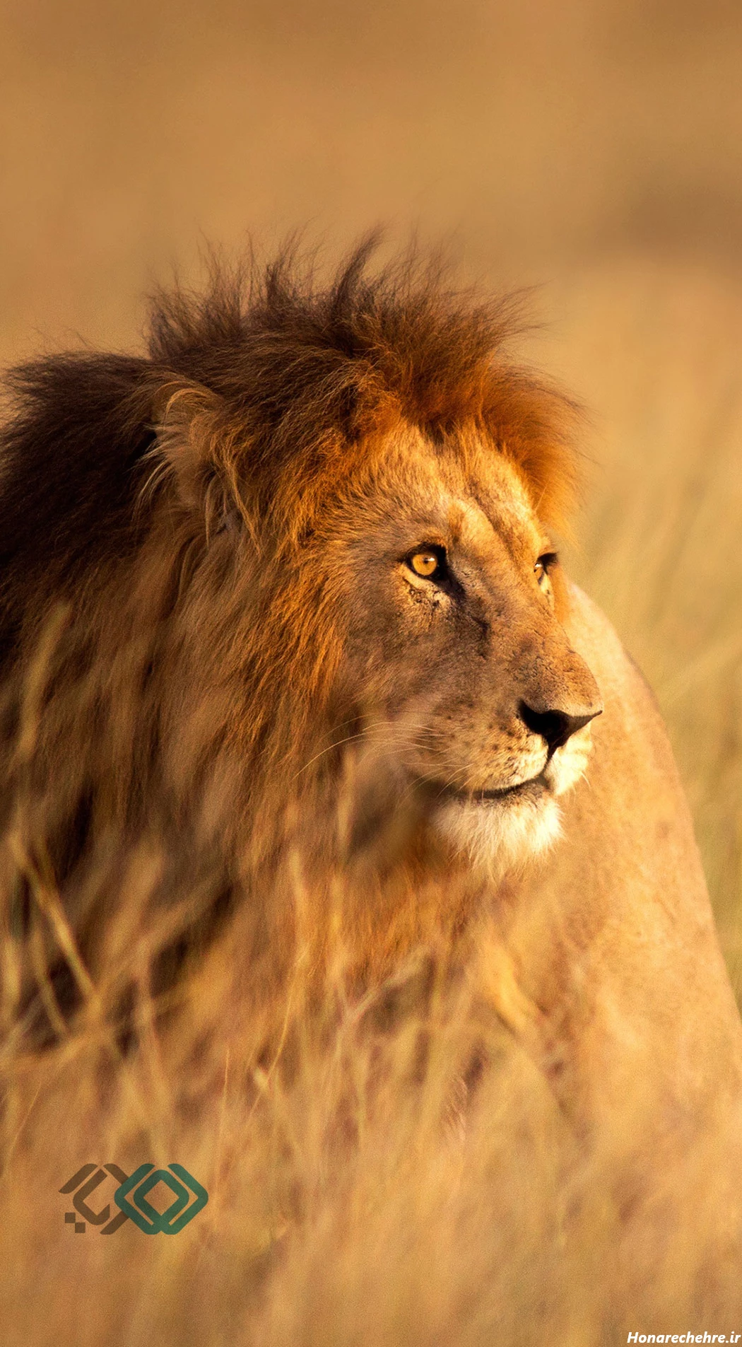 عکس حیوانات وحشی با کیفیت بالا