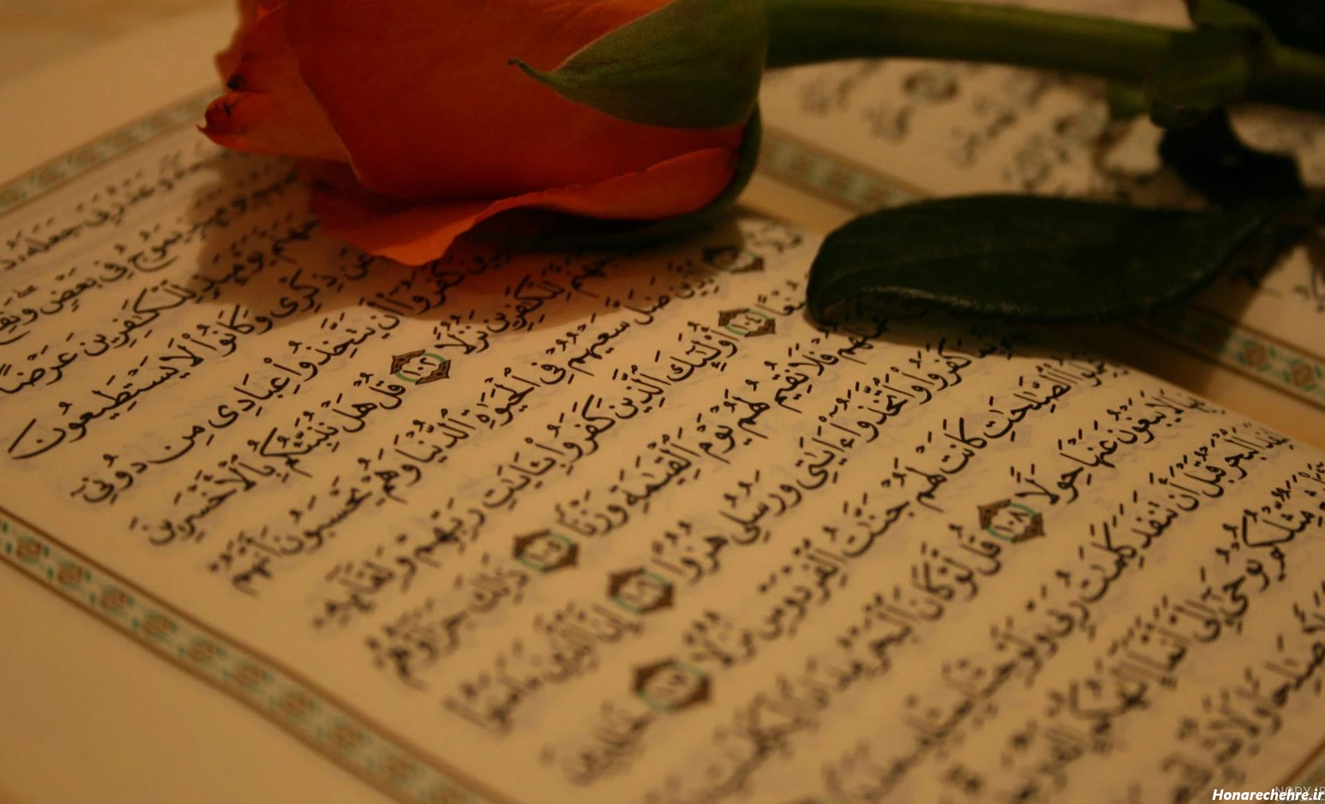 عکس گل لای قران - عکس نودی