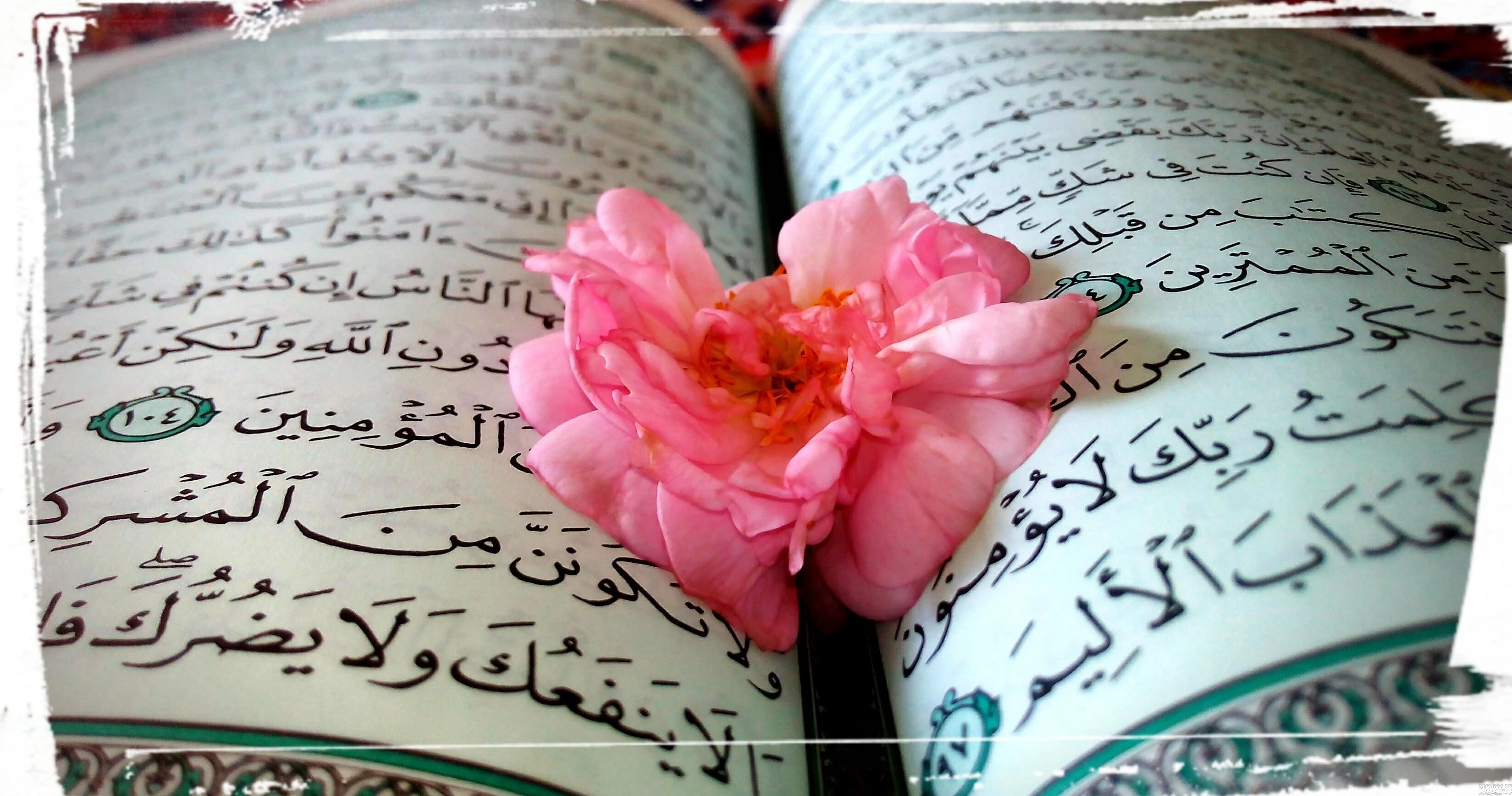 عکس گل لای قران - عکس نودی