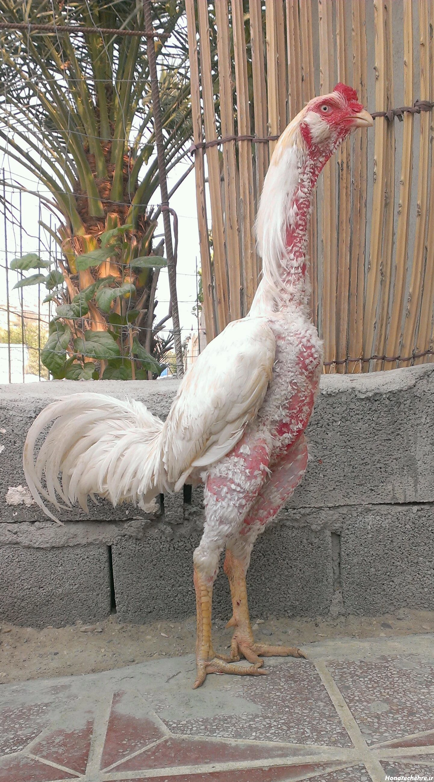 خروسهای جنگی و اصیل