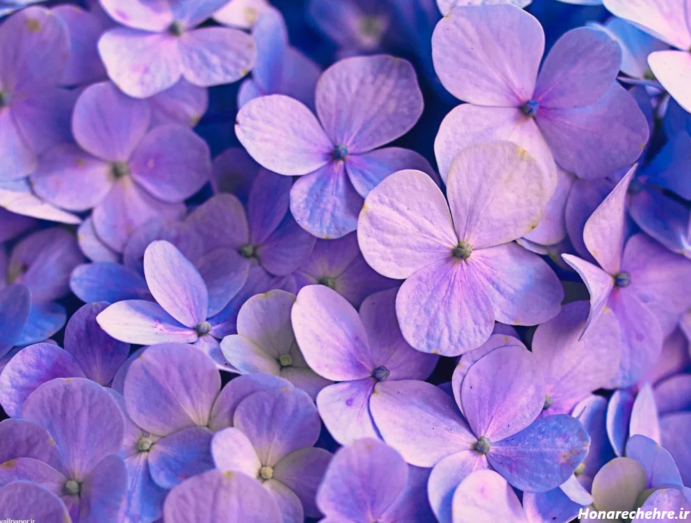 بک گراند بنفش ساده