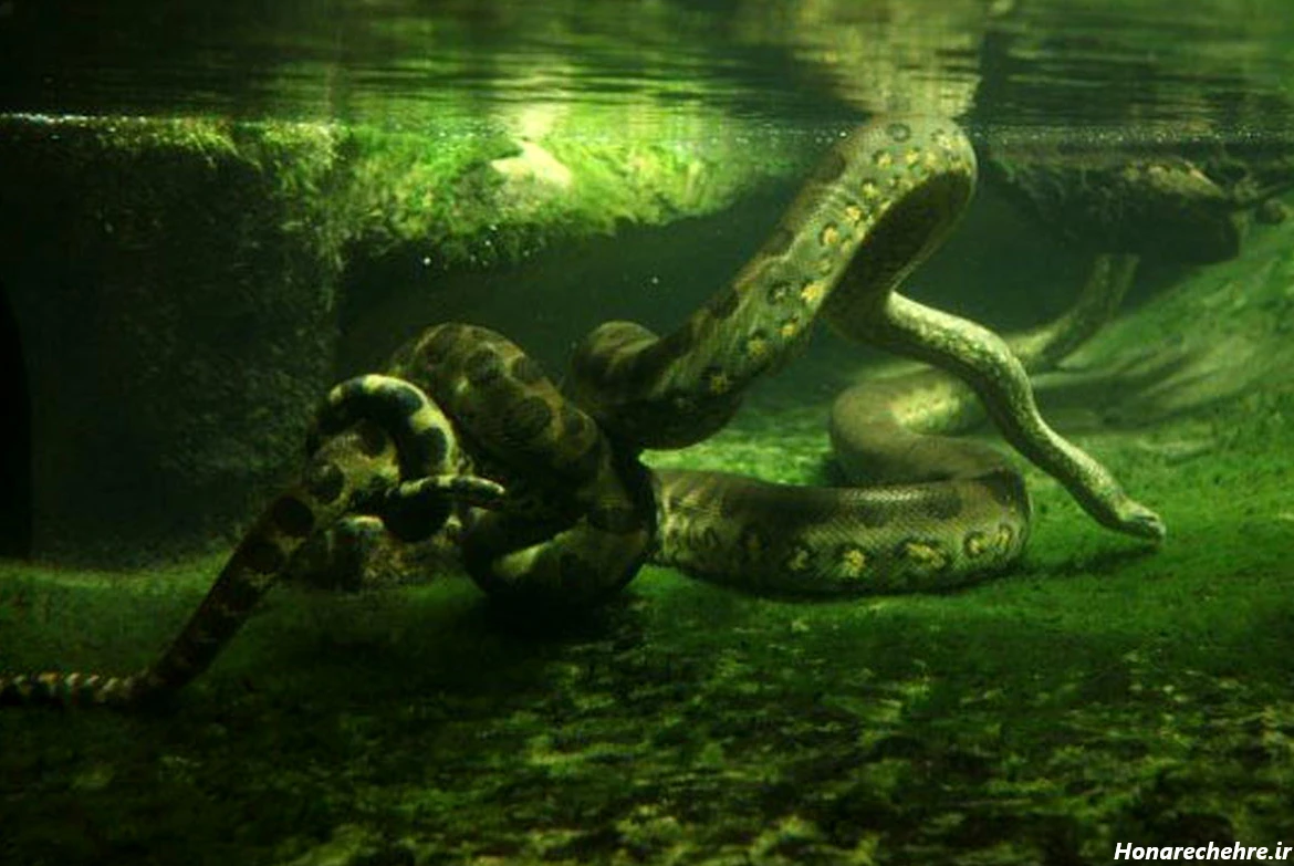 عکس جنگل ترسناک ایران