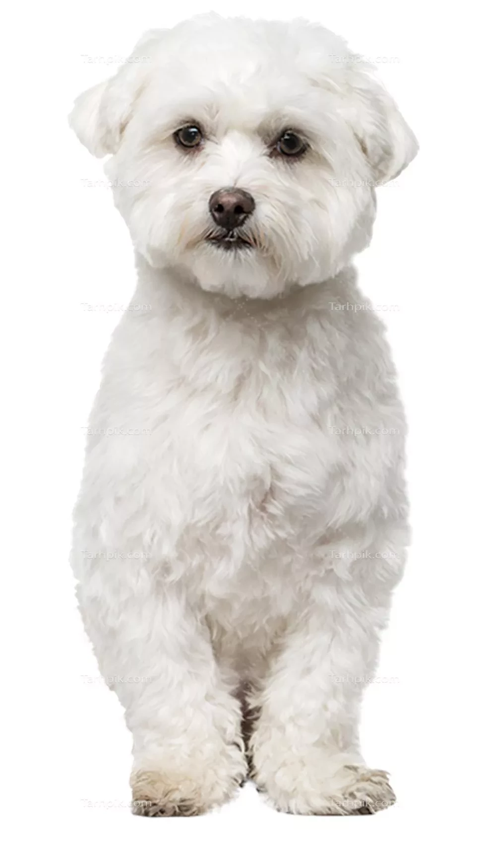 عکس سگ سفید برفی