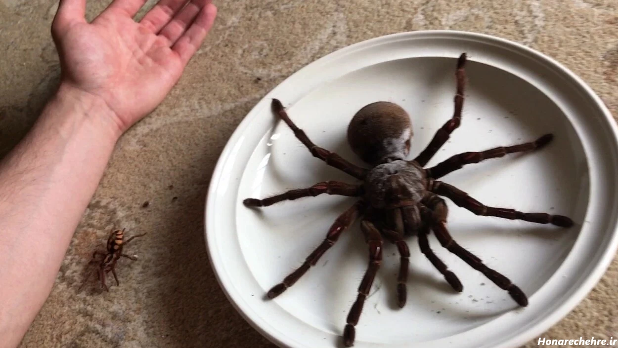 عکس جنگل ترسناک ایران