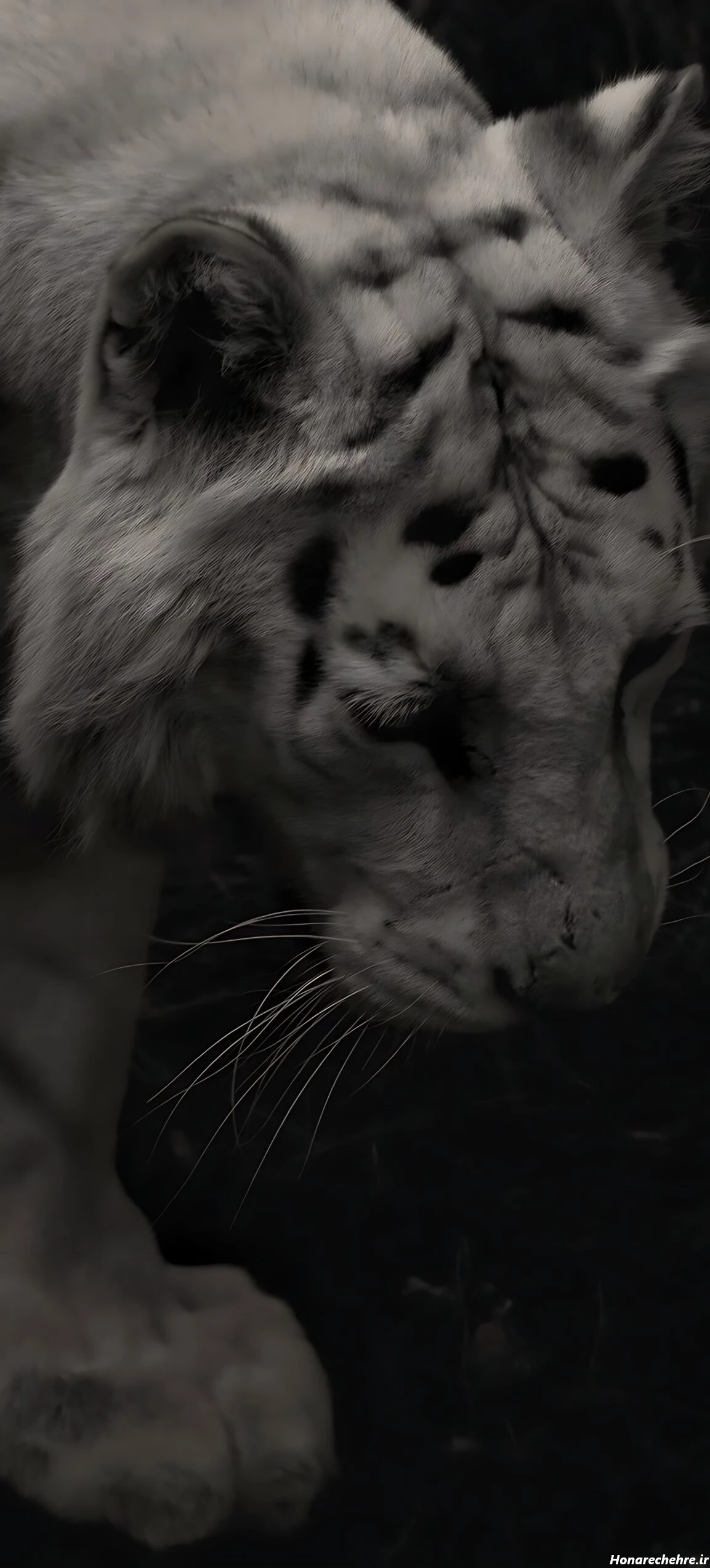 عکس حیوانات وحشی با کیفیت بالا