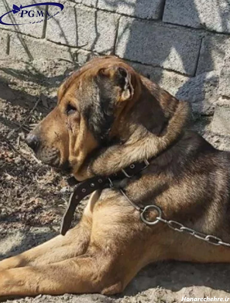 عکس سگ سفید برفی