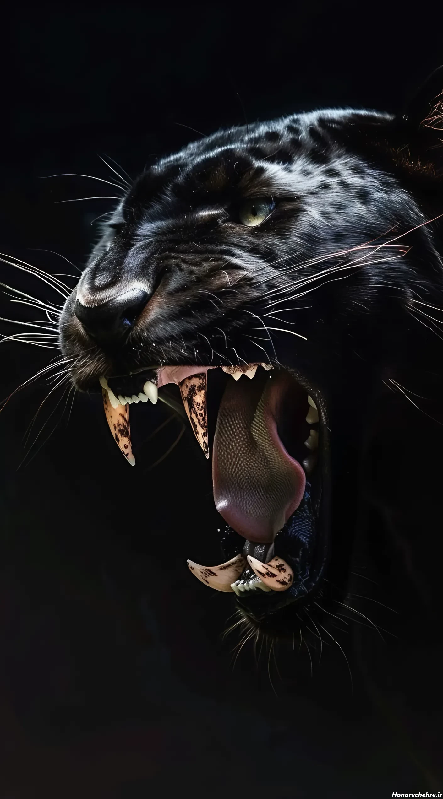 عکس حیوانات وحشی با کیفیت بالا