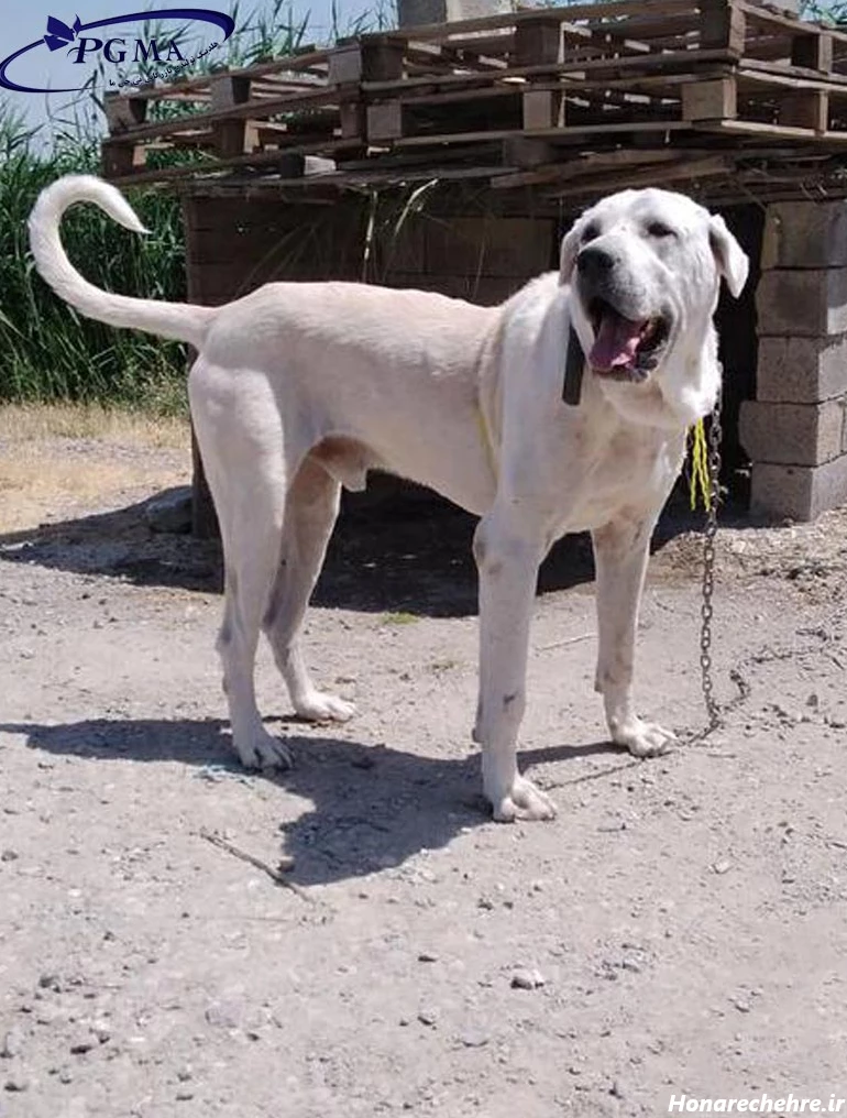 عکس سگ سفید برفی